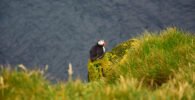 Frailecillo en Latrabjarg