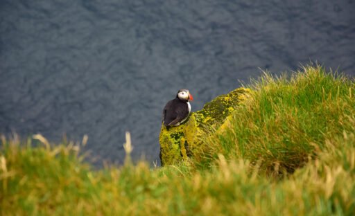 Frailecillo en Latrabjarg