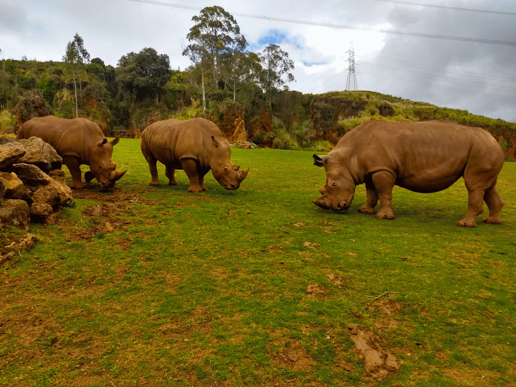 Rinocerontes Cabárceno